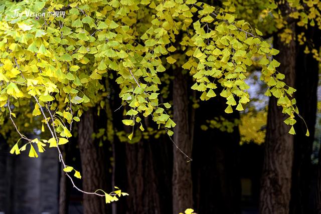 这个秋天，去潭柘寺看1400岁的“银杏帝王” 金黄期仅剩20天！