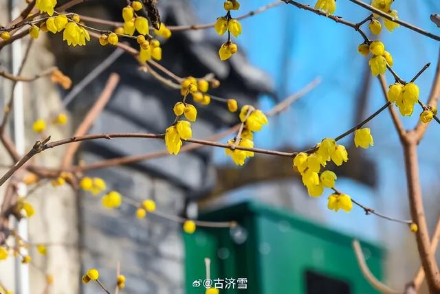 济南第一波蜡梅开了！这些赏梅地，赶紧冲！