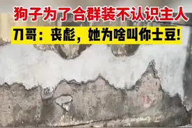 狗子为了合群装不认识主人！刀哥：丧彪，她为啥叫你士豆!图片