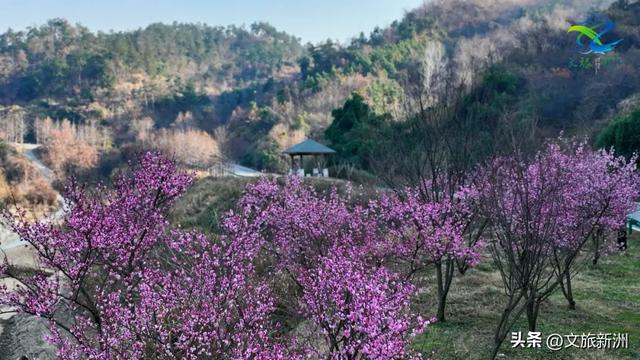 新洲梅花抢先打卡！抓住冬日第一抹绽放的色彩