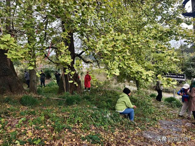 游长岗岭古村，观飘黄银杏