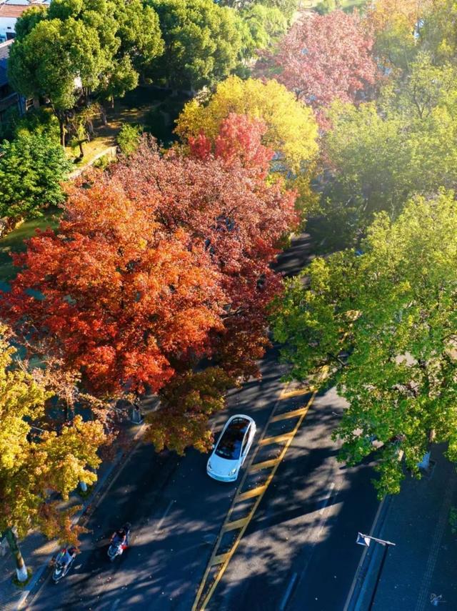 苏州秋天打卡线路推荐→