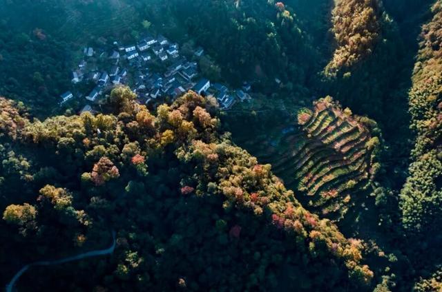 骑行赏枫、古村寻秋……被祁门的「枫景」治愈啦！| 皖美秋日