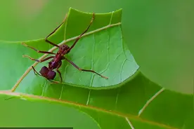 你知道家里招蚂蚁是什么预兆吗图片