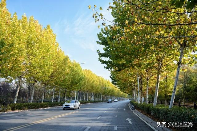 现在北京绿心公园的红叶红了没有？好看吗？从P6停车场咋去红叶道