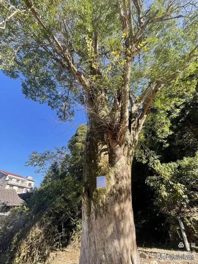 醉美林坑晒秋！这条连接两个避世古村落的省一级古道，周末可走起