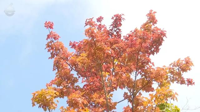 200亩枫海,11月初红艳上线!快来这里赏 “秋日大片”~