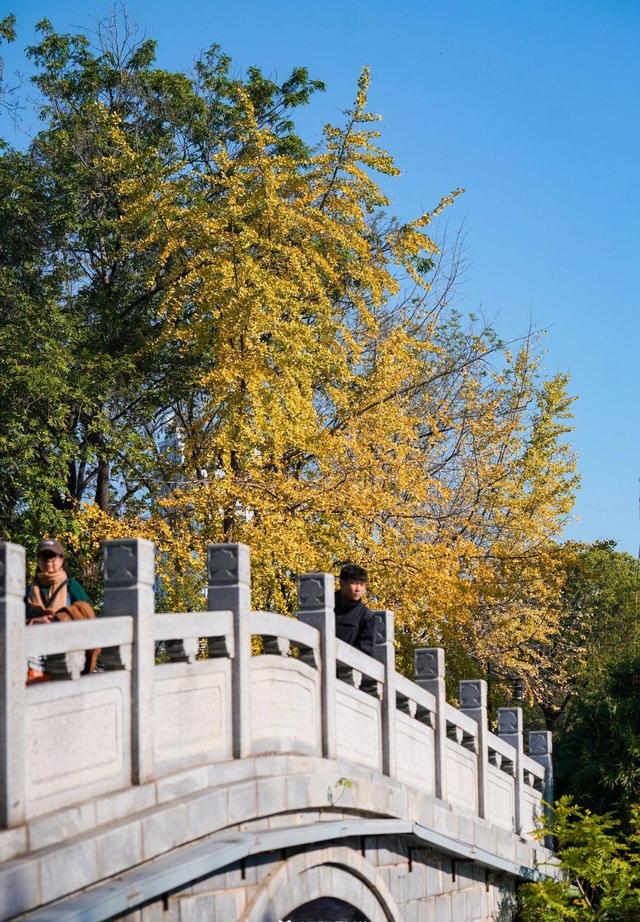 武汉546岁银杏古树换装，汉阳瞬间变秋日梦境 这条线路值得走一遭