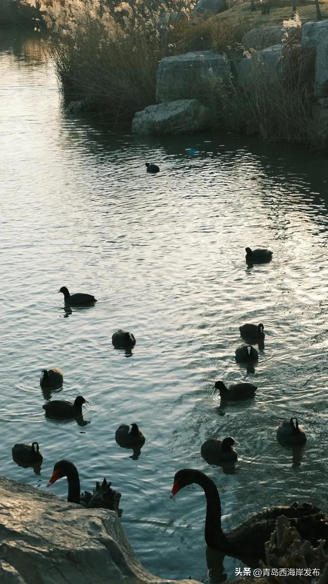 超级出片！西海岸这片芦苇荡氛围感拉满！