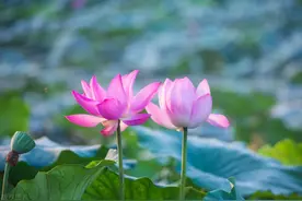立夏养生重在养心，多吃“3菜3豆”，增强抵抗力，安稳度夏图片