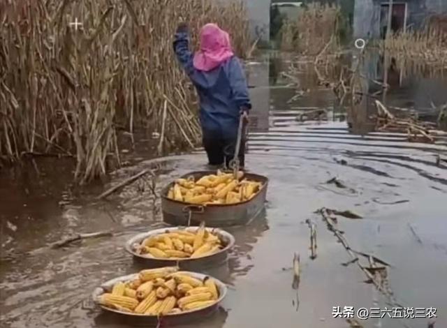 “八月初一雨，新坟遍地起”，今日八月初一，下雨有啥征兆？