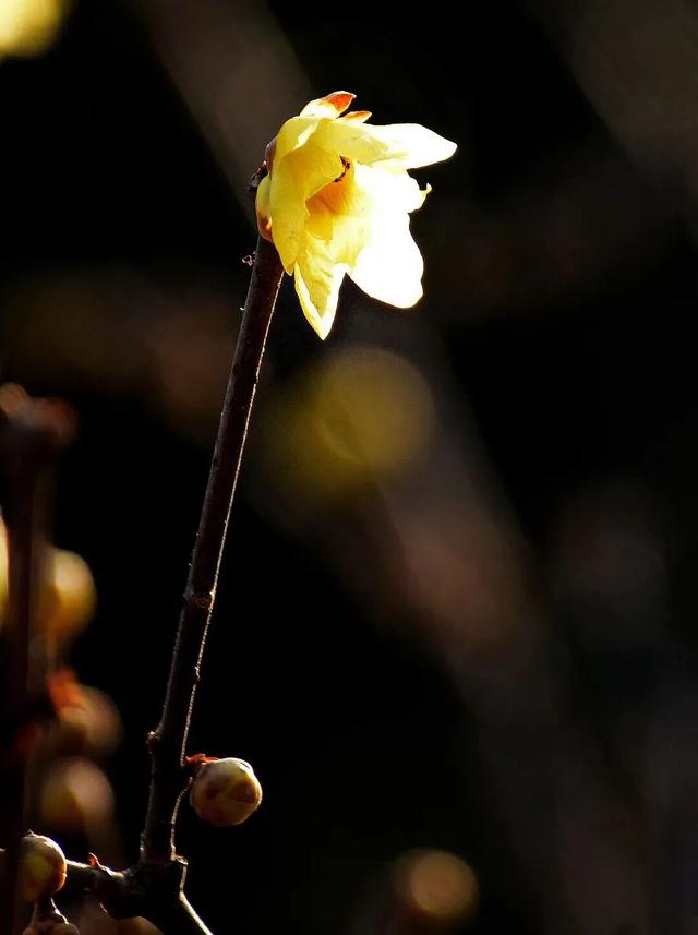 寒风再烈、冬日再冷，蜡梅照样艳压全场！