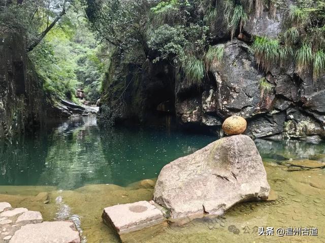 温州这个以畲族始祖命名的4A级景区，秘藏着一座“生物王国”！
