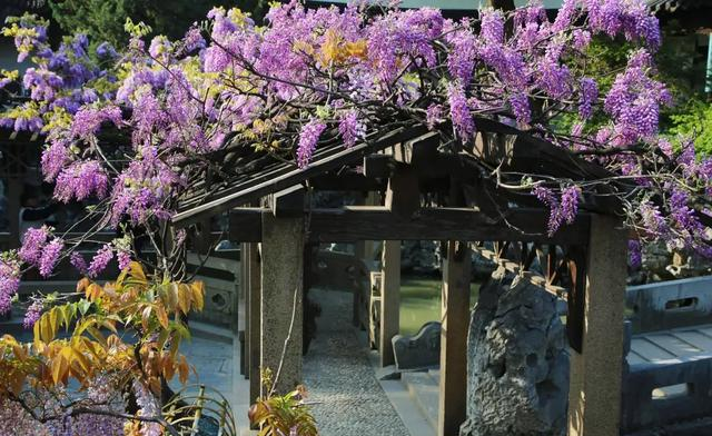绝美暴击！苏州紫藤开疯了，浪漫值拉满