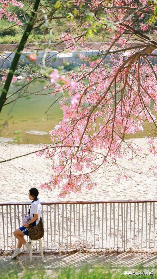 深圳限定浪漫！周末快来赴一场粉色花海盛宴