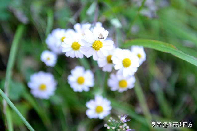 延庆应梦寺（五）：山巅极目收千嶂，林海听风涤尘心