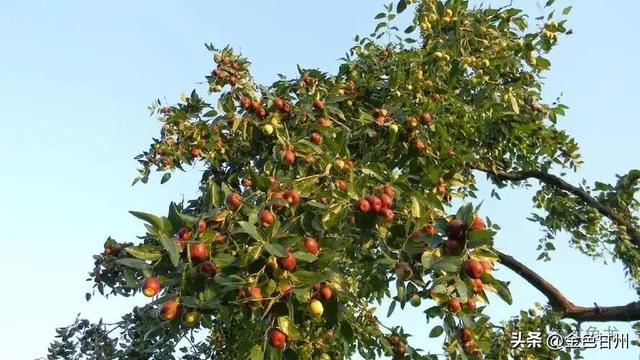 曹 斌 | 沙井八景