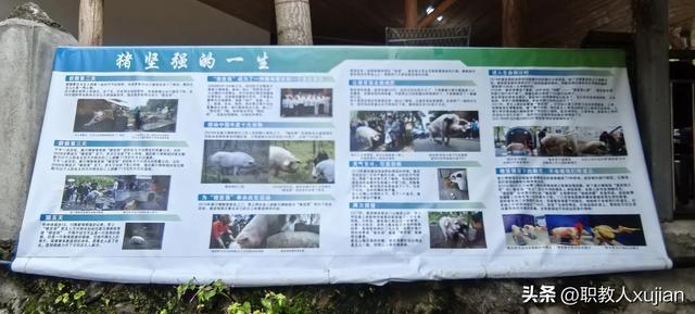 团山村“猪坚强”之旅：精神与文化的激励之行