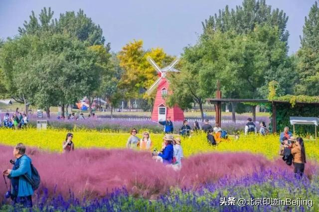 京城周末丨秋日限定浪漫,粉黛花海进入最美时节