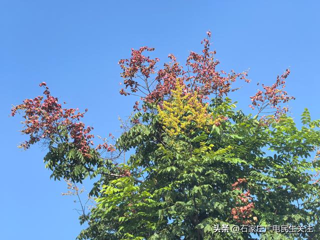 “黄花红果”栾树扮靓秋日美景