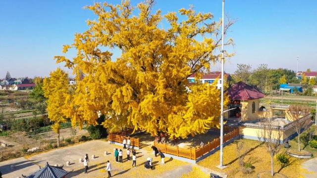 快来如皋打卡，错过就要等一年了🤩🤩🤩