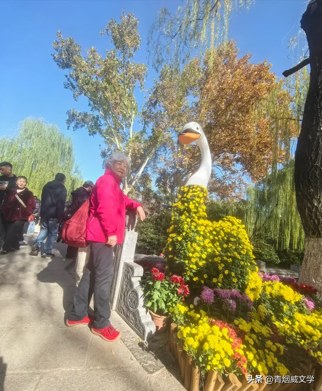 趵突菊韵 锦绣泉城