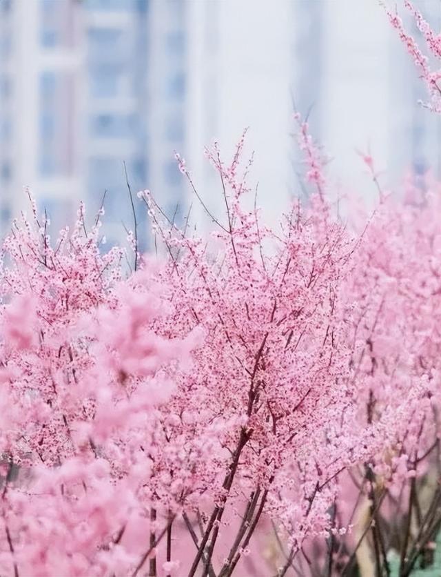 开往春天的列车，发车！这3个地方最出片！