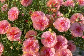 太阳花怎么过冬？就用这一方法，顺利过冬，来年长成小树猛开花图片