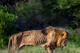 为何雄狮当上狮王后不捕猎，靠母狮狩猎提供肉食？它的付出谁懂？图片