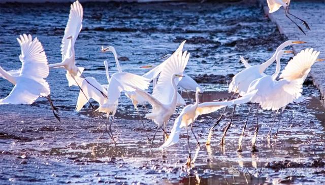 金秋时节:敦煌党河风情线上白鹭翩跹