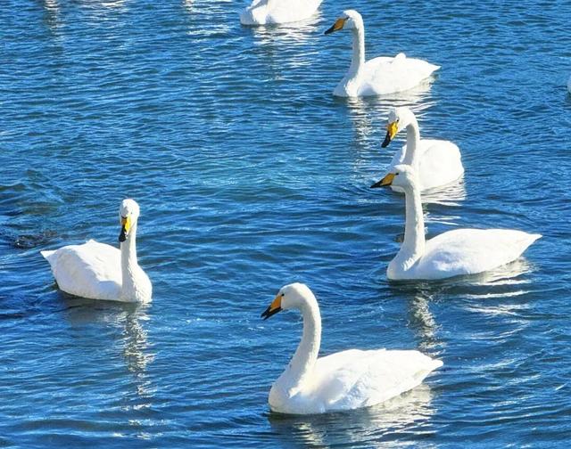 乘高铁看天鹅，还有限时景区优惠！
