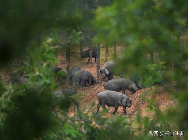 舌尖上的东江排骨：十五年骑行路藏着的土猪香
