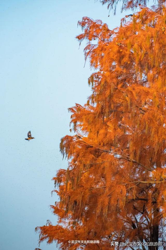 沙漠踏雪，只在武汉，最佳观赏期到了！