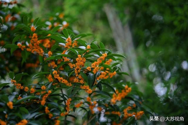 南京藏着“最老桂花”！500岁树龄+非遗米糕，成长三角打卡新宠