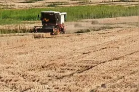 风吹麦浪香！黎城县程家山镇小麦开镰收割图片