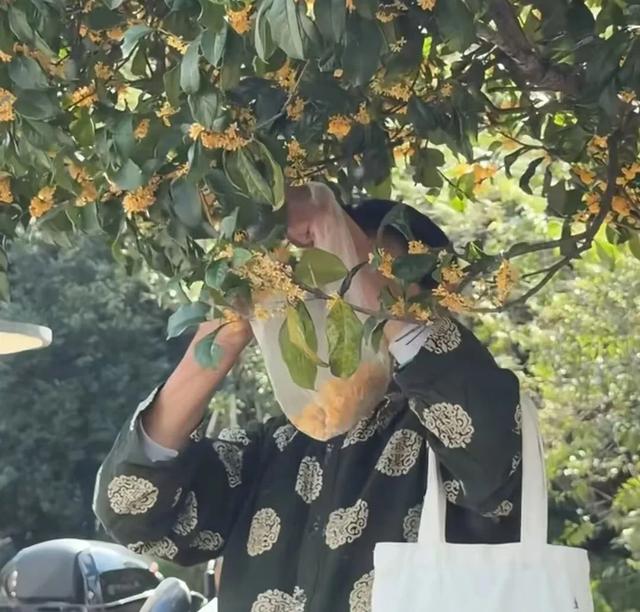 为什么路边的桂花你不能采?