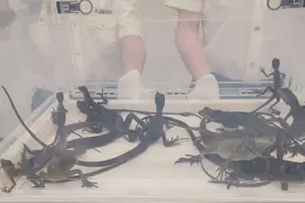 小包装蜥蜴12只图片
