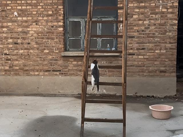 爸爸教猫爬梯子上床，结果第二天看到…网友：这猫是人教版的！