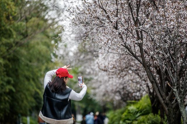 春满蓉城 花缀府河——东湖公园紫叶李盛放引市民赴春日之约