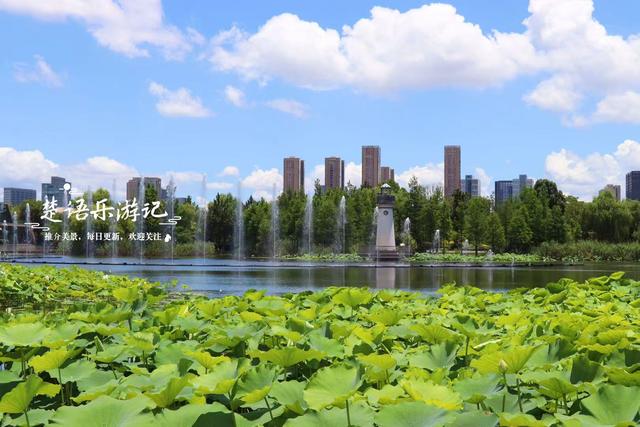 浙江宁波的江岸向日葵花海，与3处诗意荷塘相邻，拍照超级出片
