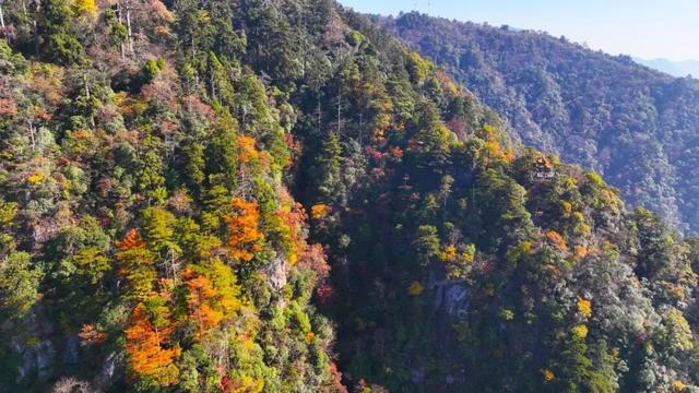 天目山秘境觉醒！用镜头解锁“大树王国”的N种打开方式