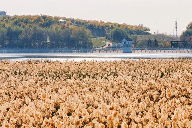 秋之彩色吉林｜苇花飞处是镜湖