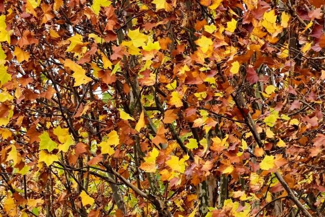 冬崃｜在泉水湖湿地公园，收藏整个冬天的浪漫与生机~