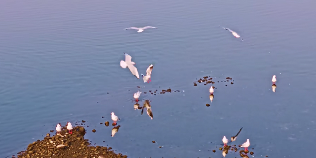 馋嘴寻味临朐九山大集，一口地道解乡愁！