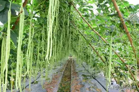 豆角打头、力大如牛，豆角打叉、上下结荚，怎么打？这几点要记住图片