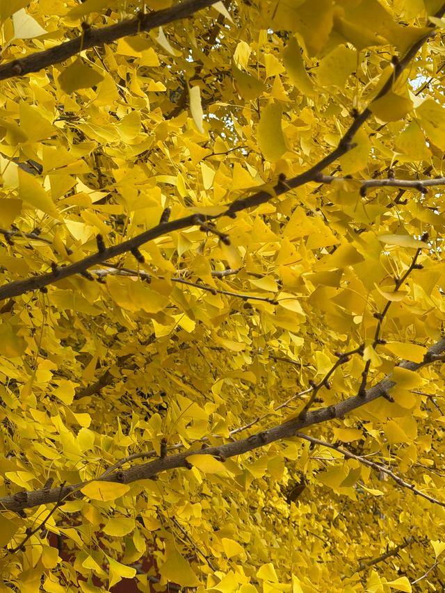 甘撒金缕苒秋寰