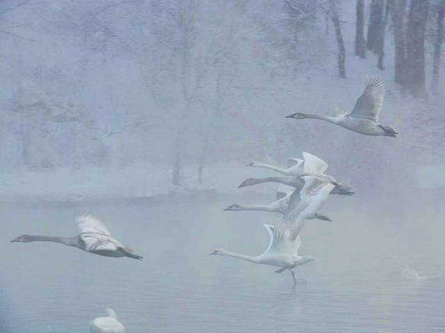 伊宁天鹅泉湿地公园：冬日里的生态诗画