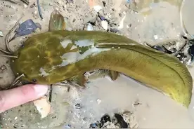 五种好吃的淡水鱼，市场上很少有野生的卖，你吃过哪几种？图片