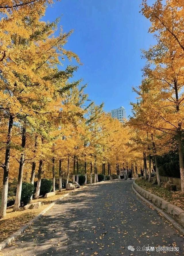 大连高新园区这片免费银杏林，成了秋季网红打卡地