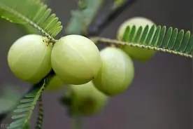 苦尽甘来是余甘，云南人喜爱的养生果子——滇橄榄图片